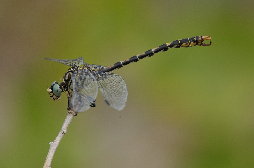 Onychogomphus forcipatus